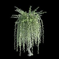 Willow Purple Tree