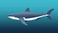Shark Low-poly 3D model