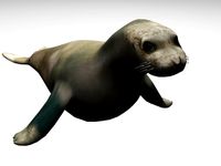 Seal 3D Model