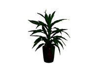 Dracaena Plant 3D Model Low Poly