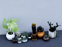 plant