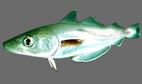Whiting Fish