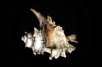 Animal Shell