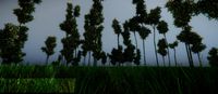 Bamboo