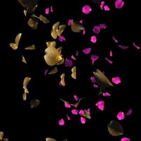 Flying Petal Generator II