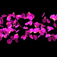 Flying Petal Generator