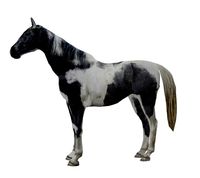 PhotoRealistic Horse C