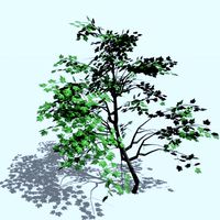 Maple Tree