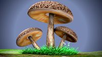 Mushrooms
