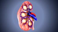 kidney intersection anatomy