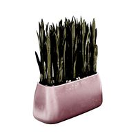 Gandiablasco - SAHARA - Sansevieria E