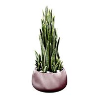 Gandiablasco - SAHARA - Sansevieria C