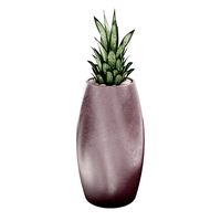 Gandiablasco - SAHARA - Sansevieria B