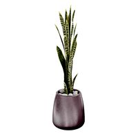 Gandiablasco - SAHARA - Sansevieria A