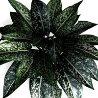 plant 001