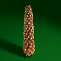 pine cone