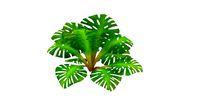 Fern Monstera Cartoon