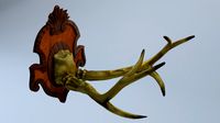 horn