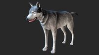 wolf