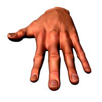 Male Human Hand