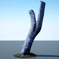 Tree Trunk - 05