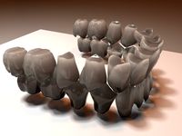 Teeth anatomical model