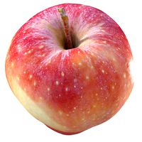 Apple wit LODs