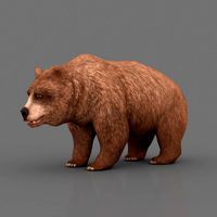 Brown Bear