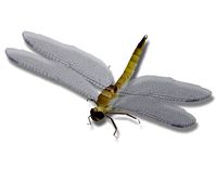 Low poly Dragonfly