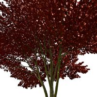 Tree #20