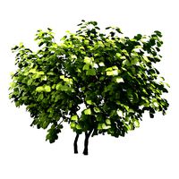 Tree #11