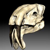 Thylacosmilus Skull (Hires Sculpt)