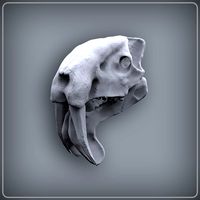 Thylacosmilus Skull Hipoly