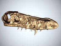 Prehistoric Reptile Skull Lowpoly