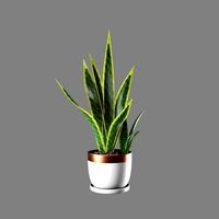 Snake Plant