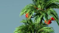 big palm
