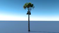 palm tree