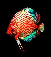 Discus