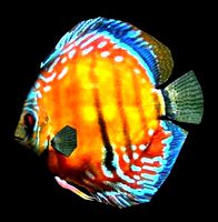 Discus