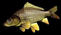 Carp