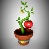 Tomato
