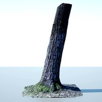 Tree Trunk - 02