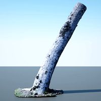 Tree Trunk - 01
