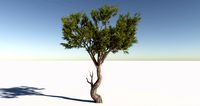 HD Tree