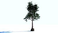 big tree