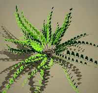 fern 10