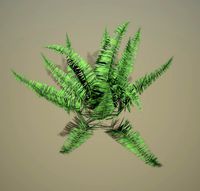 fern