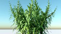fern 1