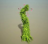 plant 2