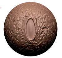 Lizard Eye